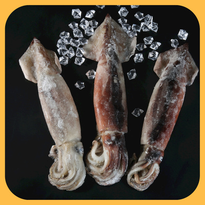 Frozen Illex Squid